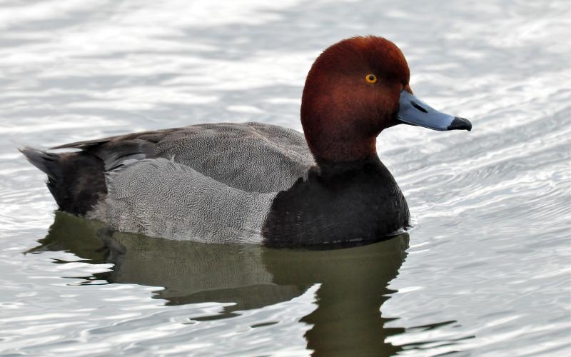 A male redhead swims along in a lake. Note the steeply sloped forehead and bluish-gray bill. That is a sure way to distinguish a redhead from a canvasback. RANDY MITCHELL | SOUTHWEST CHRONICLE