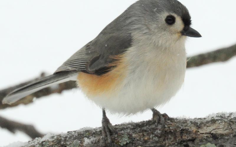 A tufted titmouse clings to a branch on a snowy day. Take note of the amber coloring on its flanks, black eyes and beak. Also note the black forehead and gray crest, which is down because the bird was not alarmed. RANDY MITCHELL | SOUTHWEST CHRONICLE