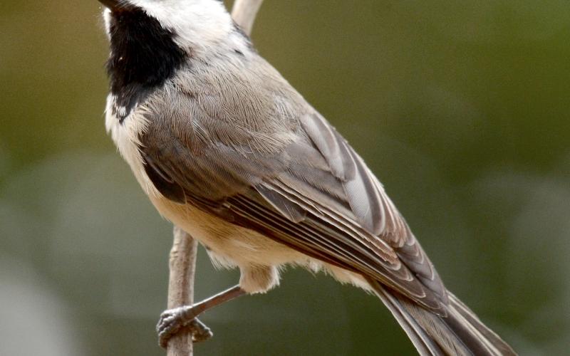 A Carolina chickadee perches on a branch. RANDY MITCHELL | SOUTHWEST CHRONICLE