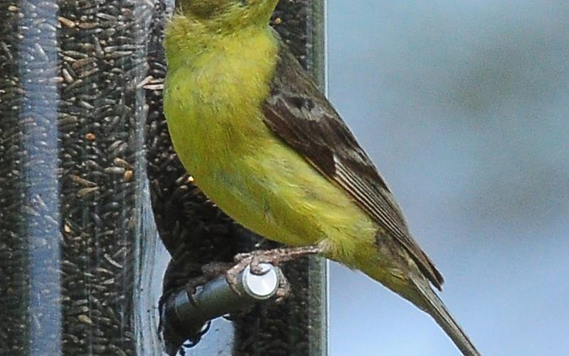 A female lesser goldfinch consumes Nyjer seed from a feeder. Note the overall yellow coloring and dark wings. RANDY MITCHELL | SOUTHWEST CHRONICLE