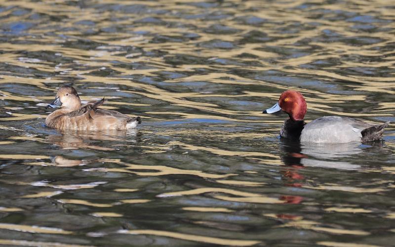 A male and female redhead swim along in a large pond. RANDY MITCHELL | SOUTHWEST CHRONICLE