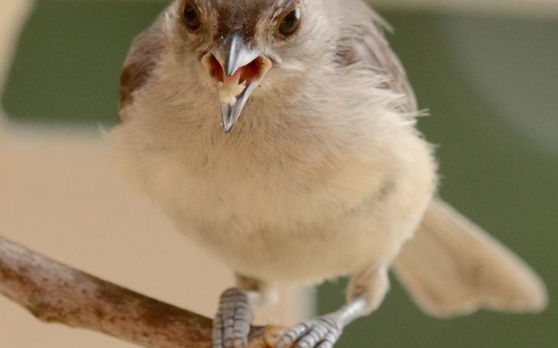 An immature tufted titmouse eats a sunflower seed. This is almost always the way these birds eat sunflower seeds. Notice that the shell is pinned by the bird’s feet, while there is some sunflower kernel on its tongue. Also note there is only a small amount of black coloring on this bird’s forehead, indicating it is an immature bird. RANDY MITCHELL | SOUTHWEST CHRONICLE