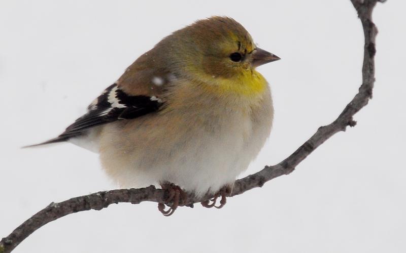 An American goldfinch in nonbreeding plumage (winter) perches on a tree branch. Note the black wings and strong, white wingbars. While the wingbars are usually white, they can sometimes be yellowish or brownish. Lesser goldfinches lack the strong, white wingbars. Also of note, most American goldfinches in winter visiting southwest Oklahoma will resemble this individual. RANDY MITCHELL | SOUTHWEST CHRONICLE
