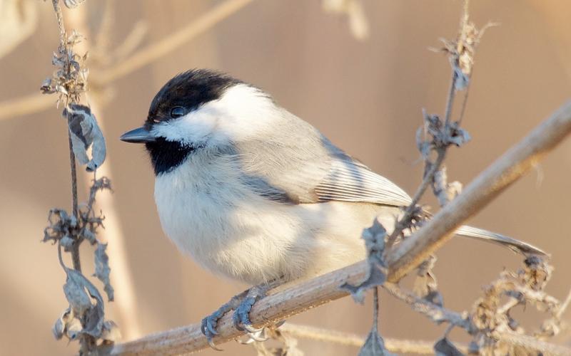 A Carolina chickadee perches on the branch of a plant in winter. Take note of the black cap and throat, along with the bright white cheeks. RANDY MITCHELL | SOUTHWEST CHRONICLE