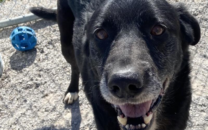 Featured pet of the week, Bear. LISA CARROLL | ELGIN ANIMAL WELFARE