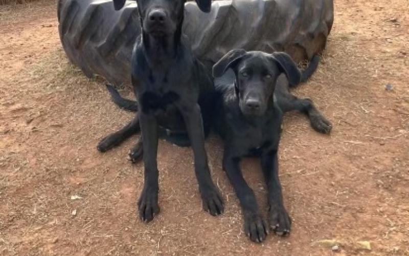 From left to right, Boone &amp; Tripp. LISA CARROLL | ELGIN ANIMAL WELFARE COORDINATOR
