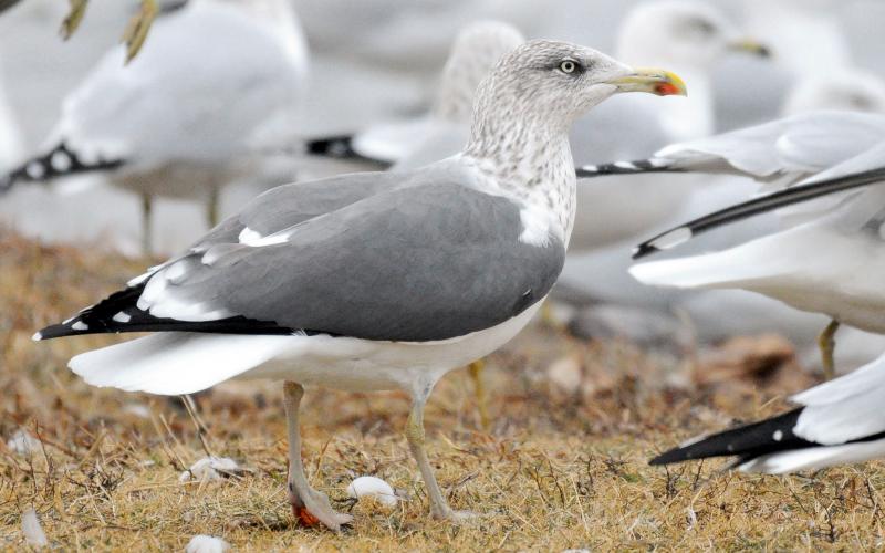 A lesser black-backed gull stands among a flock of ring-billed gulls. Note the dark back, dark eye patch and red spot on the lower mandible. This is an adult, but I believe it is a young adult — perhaps fourth winter — as it still has some dark coloring in the bill, and its legs are not fully yellow. The similar-looking herring gull is larger and has a paler back and pinkish legs. RANDY MITCHELL | SOUTHWEST CHRONICLE