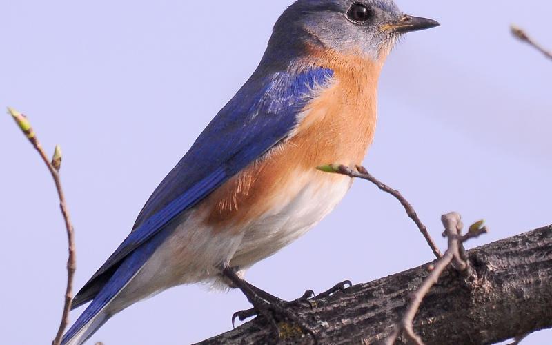 A male eastern bluebird perches on a tree branch. Note the brilliant royal blue above and chestnut throat, chest and flanks. RANDY MITCHELL | SOUTHWEST CHRONICLE