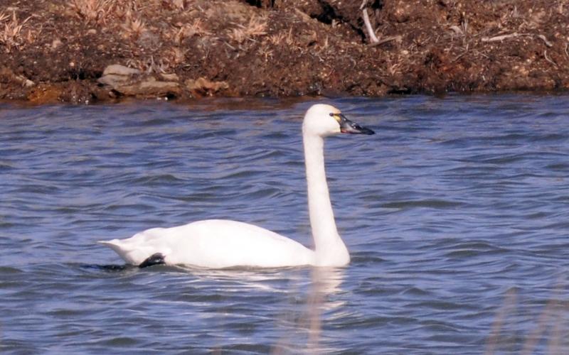 A tundra swan swims along in a small lake. Note the yellow patch at the base of the bill near the eye. This feature helps distinguish the tundra swan from the similar-looking trumpeter swan. RANDY MITCHELL | SOUTHWEST CHRONICLE