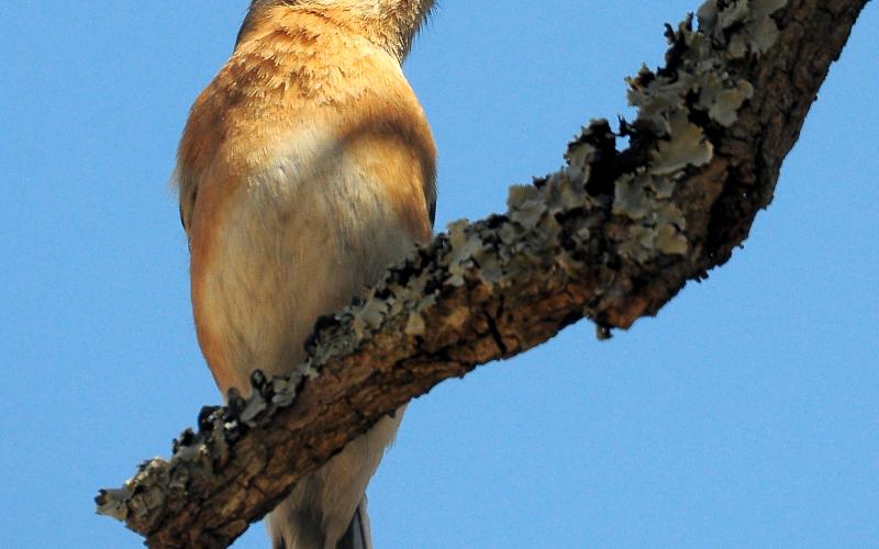 An immature eastern bluebird, above, perches on a tree branch while watching its father hunt for insects. Bluebird parents continue to feed their young until the young are capable of feeding themselves. RANDY MITCHELL | SOUTHWEST CHRONICLE