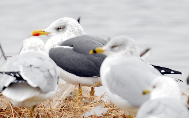 An adult lesser black-backed gull hangs out with some ring-billed gulls. Notice the dark gray back, red spot on the lower mandible and yellow legs. It is also noticeably larger than the ring-billed gulls. RANDY MITCHELL | SOUTHWEST CHRONICLE