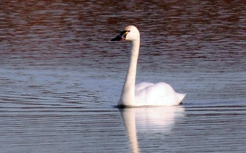 Five tundra swans, four adults and one older juvenile, right, swim along in a large pond. Although I recently observed an individual bird, these birds generally stay in flocks such as this in winter. RANDY MITCHELL | SOUTHWEST CHRONICLE