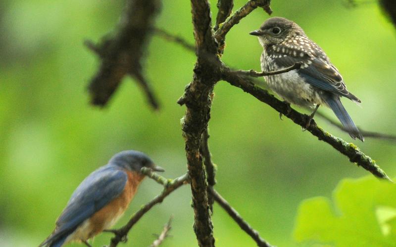 A female eastern bluebird perches on a tree branch. Note the gray head and more subdued chestnut throat, breast and flanks. RANDY MITCHELL | SOUTHWEST CHRONICLE