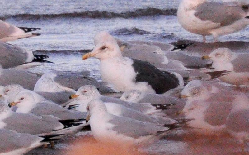 A slaty-backed gull stands among many ring-billed gulls at Lake Hefner in Oklahoma City. The bird’s pink legs are not visible in this photo, but that is the best way to differentiate it from the lesser black-backed gull, which has yellow legs. The slaty-backed is an inhabitant of the coastlines of Northeast Asia but sometimes strays to North America during the winter.  RANDY MITCHELL | SOUTHWEST CHRONICLE