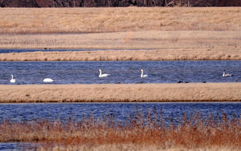 A tundra swan swims along in a small lake. Note the black legs and bill, which gently slopes away from the face. RANDY MITCHELL | SOUTHWEST CHRONICLE