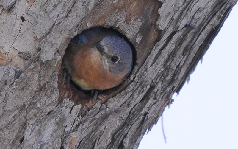 A male eastern bluebird peers out of a nesting hole. Bluebirds most often nest in vacant tree cavities created by woodpeckers. RANDY MITCHELL | SOUTHWEST CHRONICLE