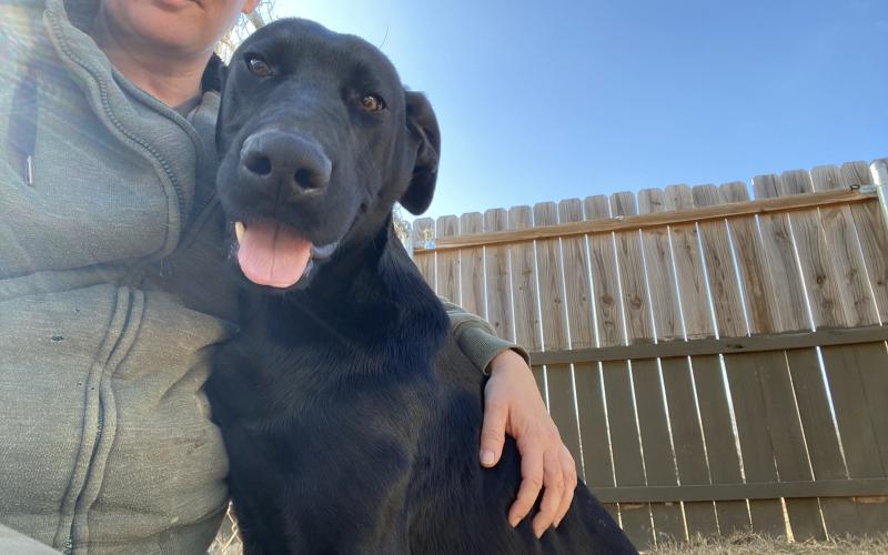 Elgin Animal Welfare's featured pet of the week, Boone. LISA CARROLL | ELGIN ANIMAL WELFARE