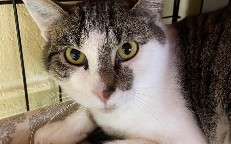 Elgin Animal Shelter Pet of the Week, Jace. LISA CARROLL | ELGIN ANIMAL WELFARE