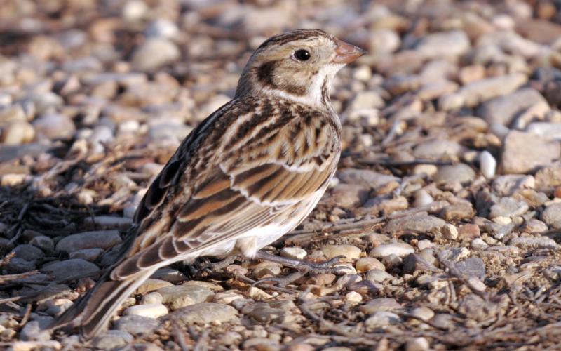A Lapland longspur searches for seeds on the ground. Although it is sparrow like, note the dark line which outlines the ear. Also note the streaked flanks and black-tipped, dull orange bill. Additionally, if you look closely, you’ll see the long hind claw for which these birds received the name “longspurs.” RANDY MITCHELL | SOUTHWEST CHRONICLE