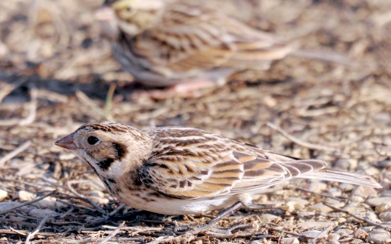 A Lapland longspur searches for seeds on the ground with a Savannah sparrow in the background. In fact, I had seen about a dozen Savannahs feeding on the ground and neglected to see the longspur. When the birds flushed briefly, I heard the call of the Lapland longspur and located it pretty quickly after that. Their common flight call is a dry “prrrt,” often repeated. RANDY MITCHELL | SOUTHWEST CHRONICLE