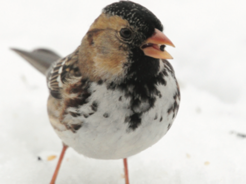 A winter adult Harris’s eats seed in the snow. Notice that the black coloring on its head, neck and chest is slightly faded. This occurs after the breeding season. When breeding season arrives, these areas will become even darker, almost as if the birds dip their faces in black ink.