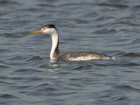 A Clark’s grebe floats along on Lake Hefner Oct. 7 in Oklahoma City. Note the white plumage along the neck and face, and how the red eye is surrounded by white. On a western grebe, the black col- oring of the cap extends down below the eye. Also, Clark’s grebes have more whitish coloring on the sides of the body than do western grebes.