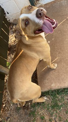 Photo by Lisa Carroll/Animal Welfare Coordinator, City of Elgin Animal Shelter