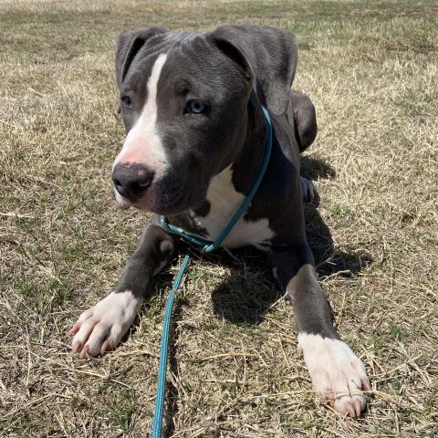 Photo by Lisa Carroll/Animal Welfare Coordinator, City of Elgin Animal Shelter