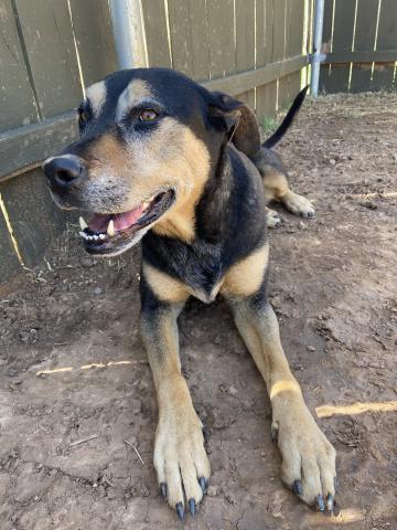Photo by Lisa Carroll/Animal Welfare Coordinator, City of Elgin Animal Shelter
