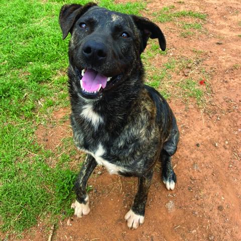 Photo by Lisa Carroll/Animal Welfare Coordinator, City of Elgin Animal Shelter
