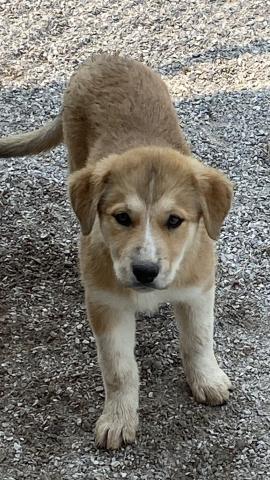 Photo by Lisa Carroll/City of Elgin Animal Shelter