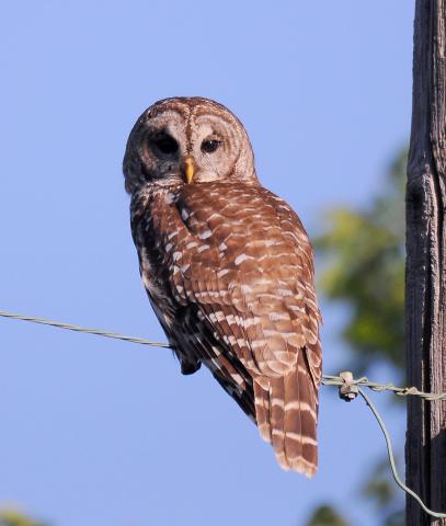 Photo by Randy Mitchell A barred owl perches on an electric line early one morning. As far as I know, this bird hadn’t gotten its share of food overnight, so it stayed out a little later to hunt. Although they are mostly nocturnal, barred owls will sometimes hunt during daylight hours.