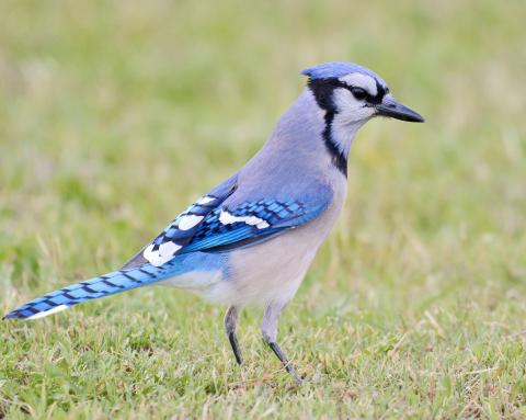 Photo by Randy Mitchell A blue jay searches the grass for food. Note the various shades of blue mixed with white, gray and black. 