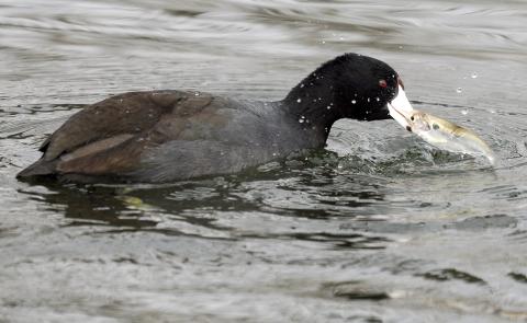 An American coot thrashes a small fish -- a gizzard shad, I believe -- in the water. This bird did this for quite some time. I'm not absolutely positive, but I believe the bird was attempting to tear the fish into smaller pieces for easier consumption. Note the dark gray body and black head and neck.