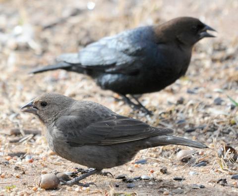 Photo by Randy Mitchell A female brown-headed cowbird, foreground, and a male, consume seed off the ground. Notice the female is brown overall, while the male is black with a brown head.