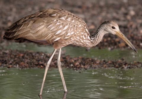 Photo by Randy Mitchell A limpkin walks along in search of food. Note the brown and white coloring and long legs