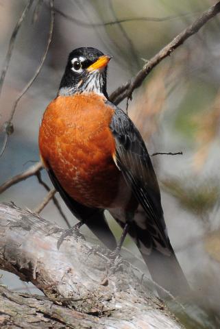 Photo by Randy Mitchell. A male American robin perches on a tree branch. Note the dark head and white crescents above and below the eye. The adult female is similar, but has a paler gray head, paler breast and less streaking on the throat.