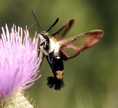 Photo by Randy Mitchell A snowberry clearwing moth drinks nectar from a thistle flower. Note the black stripe on its furry thorax which runs through the eye.