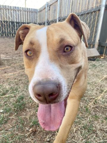 Photo by Lisa Carroll/Animal Welfare Coordinator, City of Elgin Animal Shelter