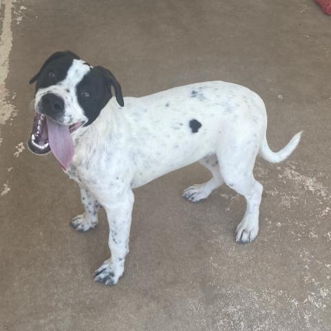 Photo by Lisa Carroll/Animal Welfare Coordinator, City of Elgin Animal Shelter