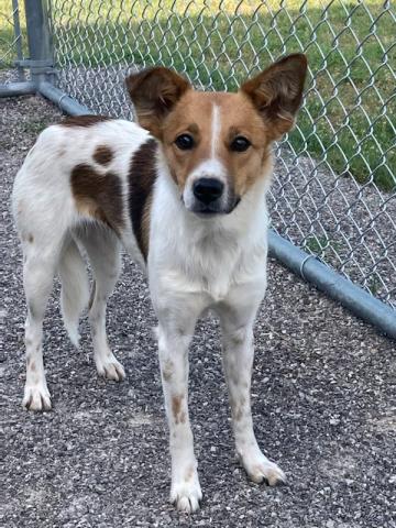 Photo by Lisa Carroll/Animal Welfare Coordinator, City of Elgin Animal Shelter