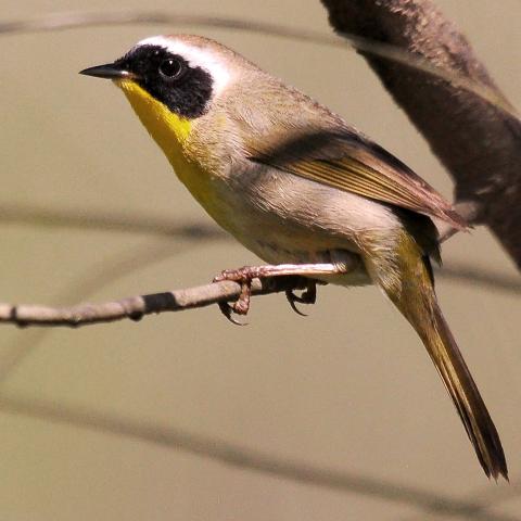 Photo by Randy Mitchell An adult male common yellowthroat perches on the branch of a shrub. Note the yellow throat, and black face mask bordered by white.