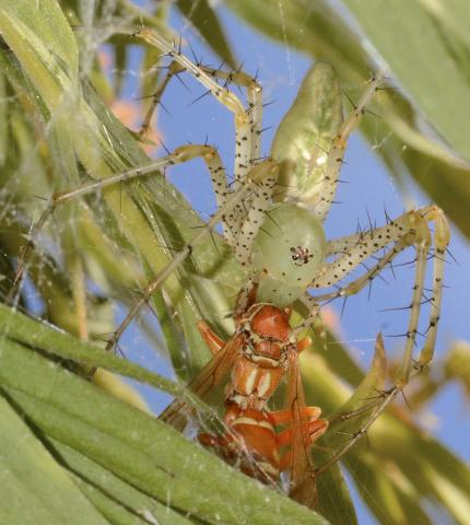Photo by Randy Mitchell A green lynx spider consumes a wasp it captured and killed just moments before I took this photo. Note the light green cephalothorax and overall green appearance.