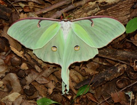 Photo by Randy Mitchell A luna moth spreads its wings on a forest floor. Notice the overall pale green appearance and spots which resemble eyes on each of its forewings and hind wings.