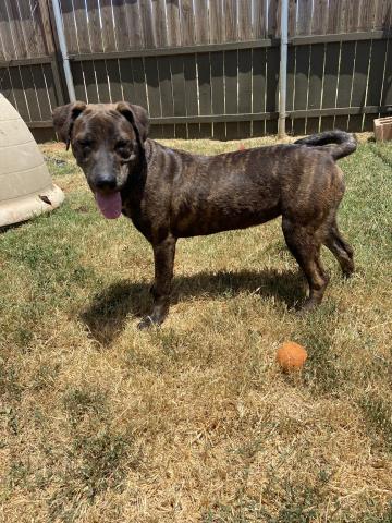 Photo by Lisa Carroll/Animal Welfare Coordinator, City of Elgin Animal Shelter
