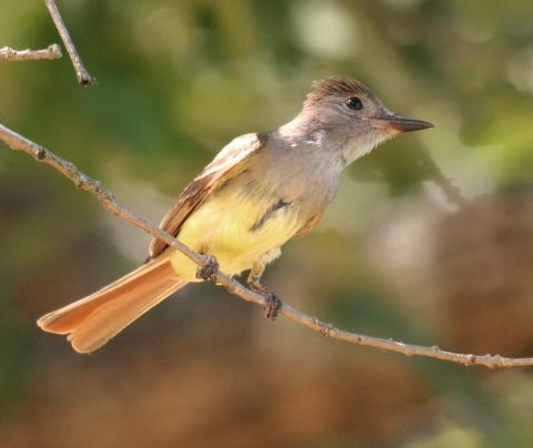 Photo by Randy Mitchell A great crested flycatcher perches on a dead tree branch. Note the reddish tail, banana yellow belly and light gray chest.