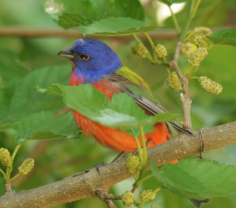 Photo by Randy Mitchell A male painted bunting perches on a tree branch. 