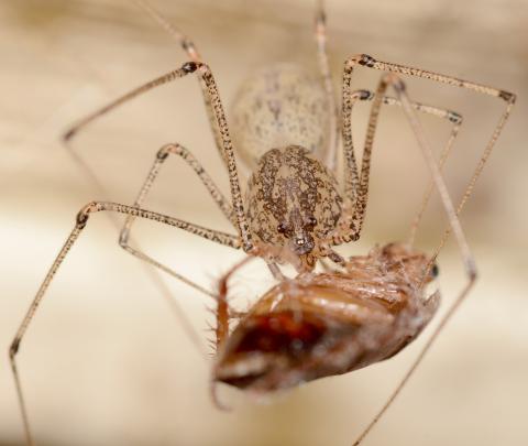 Photo by Randy Mitchell A spitting spider eats a cockroach. These arachnids also eat other spiders and many species of insects including flies, moths, and true bugs to name a few.