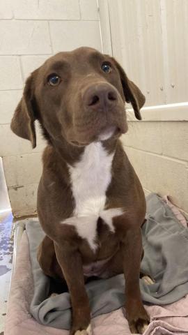 Photo by Lisa Carroll/Animal Welfare Coordinator, City of Elgin Animal Shelter