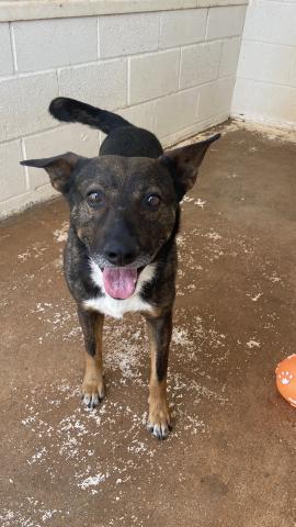 Photo By Lisa Carroll/City of Elgin Animal Shelter